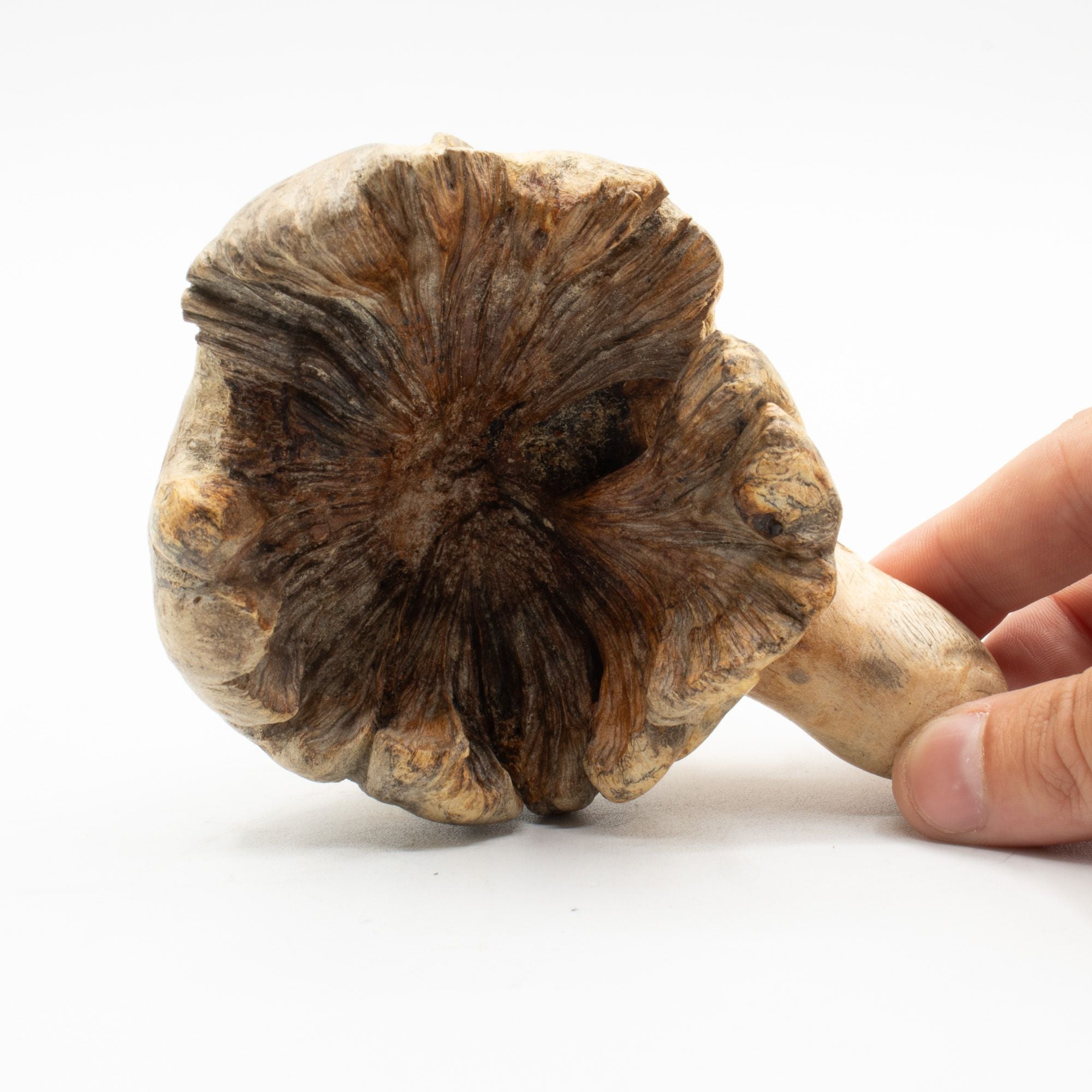 Dos naturel d’une sculpture de pieuvre réalisée en bois parasite